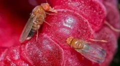 Cum să scapi de midges de vin acasă